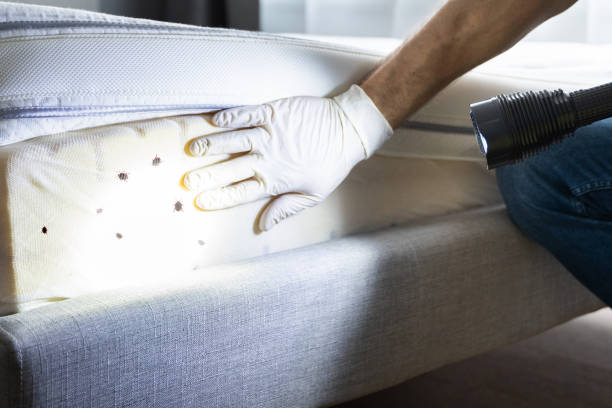 Flea Control Services in Mullins, SC